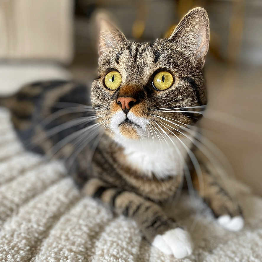 Pepito a rejoint le concours — aidez-le/la à gagner de superbes lots ! abyssinian, animal, blanket, cat, kitten, manx, pet