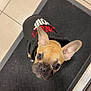dog, french_bulldog, pet, puppy, hoodie, black_clothing, cute, looking_up, ears, floor_mat, indoor, tile_floor, small_dog, companion, animal, domestic_animal, adorable, canine, black_mat, curious