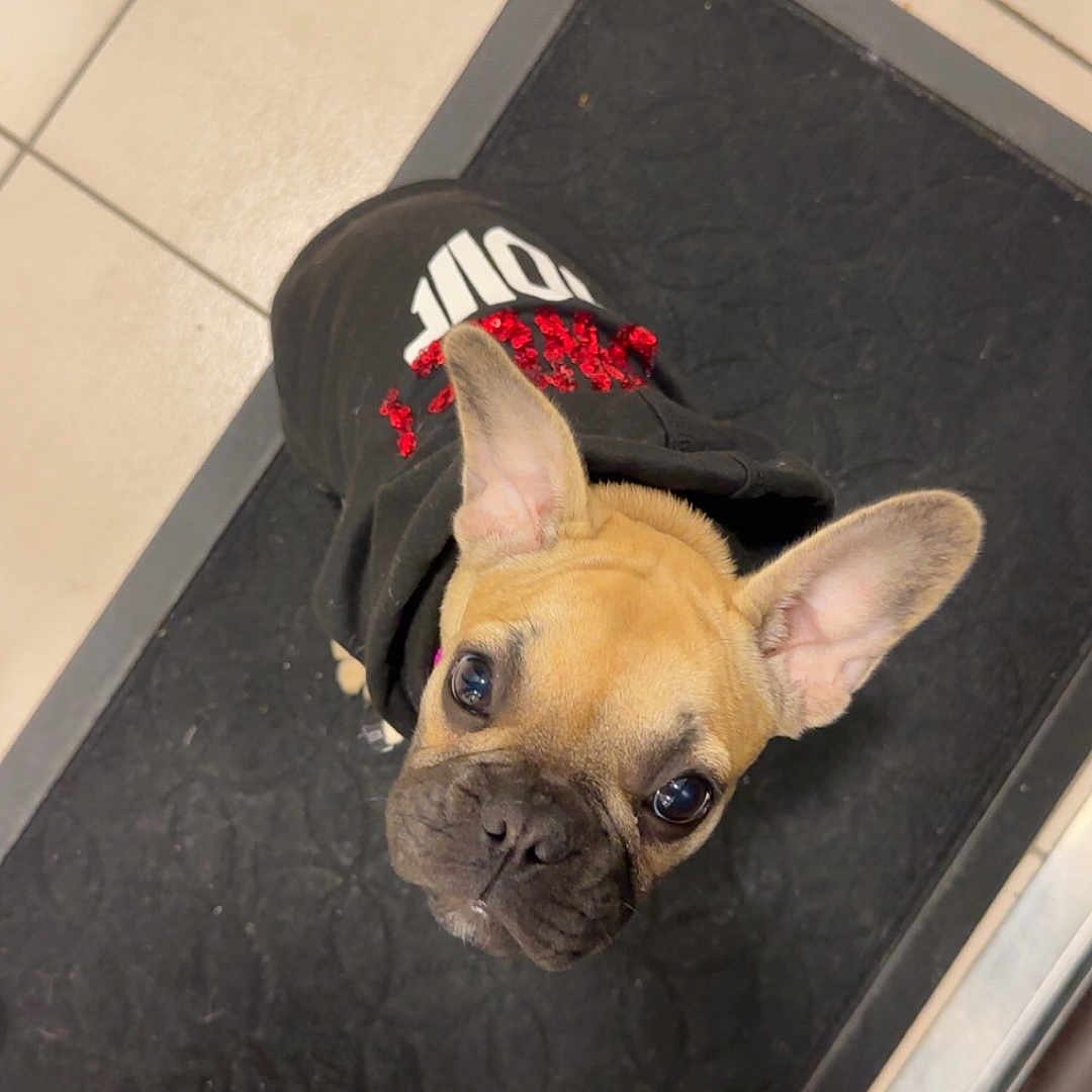 Nala a rejoint le concours — aidez-le/la à gagner de superbes lots ! adorable, animal, black_clothing, black_mat, canine, companion, curious, cute, dog, domestic_animal, ears, floor_mat, french_bulldog, hoodie, indoor, looking_up, pet, puppy, small_dog, tile_floor