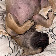 Nala a rejoint le concours — aidez-le/la à gagner de superbes lots ! dog, sleeping, upside_down, blanket, cozy, paws, fur, pet, resting, indoor, cute, relaxed, animal, canine, snout, ears, bed, comfort, nap, domestic