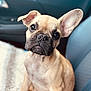 Nala a rejoint le concours — aidez-le/la à gagner de superbes lots ! dog, french_bulldog, puppy, car_interior, seat, blanket, pet, animal, cute, ears, face, eyes, portrait, sitting, canine, fur, domestic_animal, young, indoor, companion