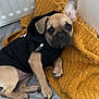 Nala participe au concours pour gagner de l'argent avec cette photo : puppy, dog, hoodie, black_clothing, mustard_blanket, gray_rug, indoor, pet, cute, relaxed, lying_down, fur, animal, young_dog, ear_up, looking, cozy, knitted_blanket, floor, nose