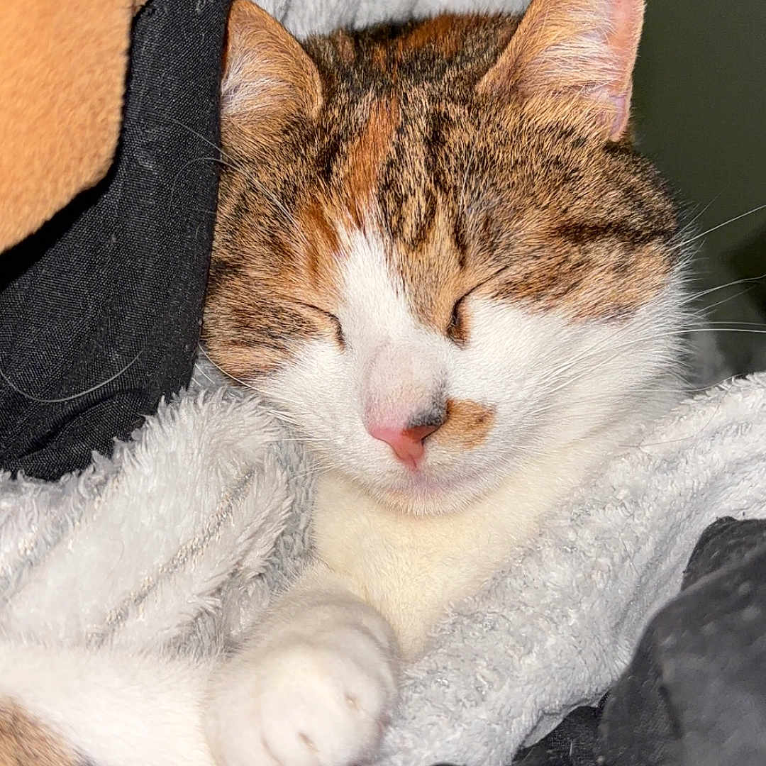 Luna a rejoint le concours — aidez-le/la à gagner de superbes lots ! animal, blanket, cat, closeup, cozy, cute, ears, fabric, fur, indoor, paw, pet, pink_nose, relaxed, resting, sleeping, snuggle, soft, tabby, whiskers