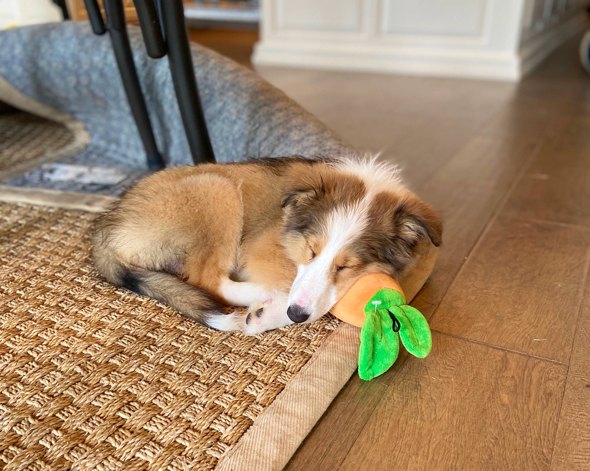 Scout is registered to the contest to win money with this photo: australian_shepherd, canidae, cardigan_welsh_corgi, carnivore, companion_dog, dog, dog_breed, dog_toy, floor, flooring, hardwood, mammal, pembroke_welsh_corgi, play, puppy, shetland_sheepdog, welsh_corgi, welsh_sheepdog, wood