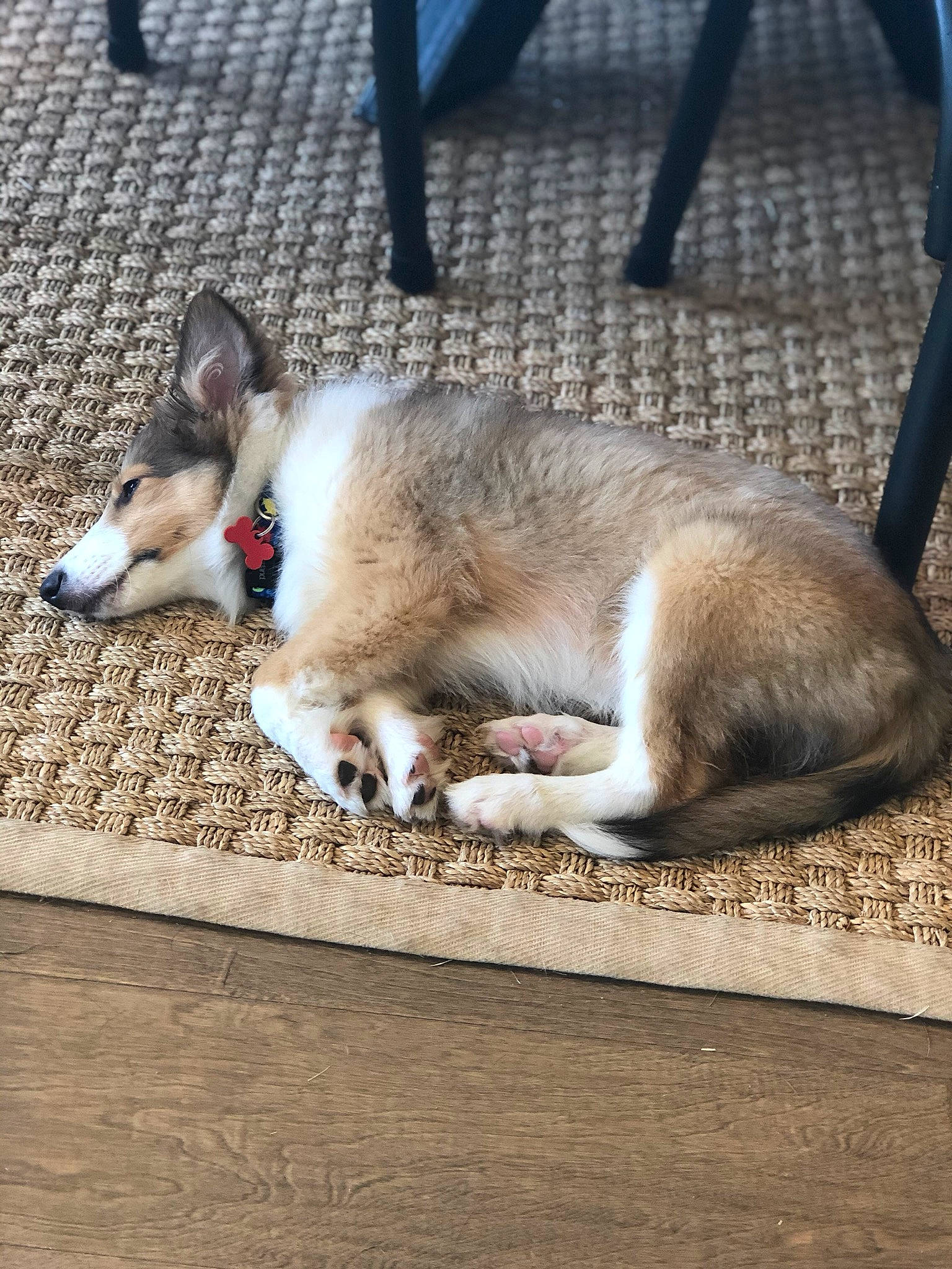 Scout is registered to the contest to win money with this photo: canidae, canis, carnivore, companion_dog, dog, dog_breed, ear, fawn, floor, fur, mammal, norwegian_lundehund, pembroke_welsh_corgi, puppy, shoe, siberian_husky, snout, tail, welsh_corgi, wolfdog