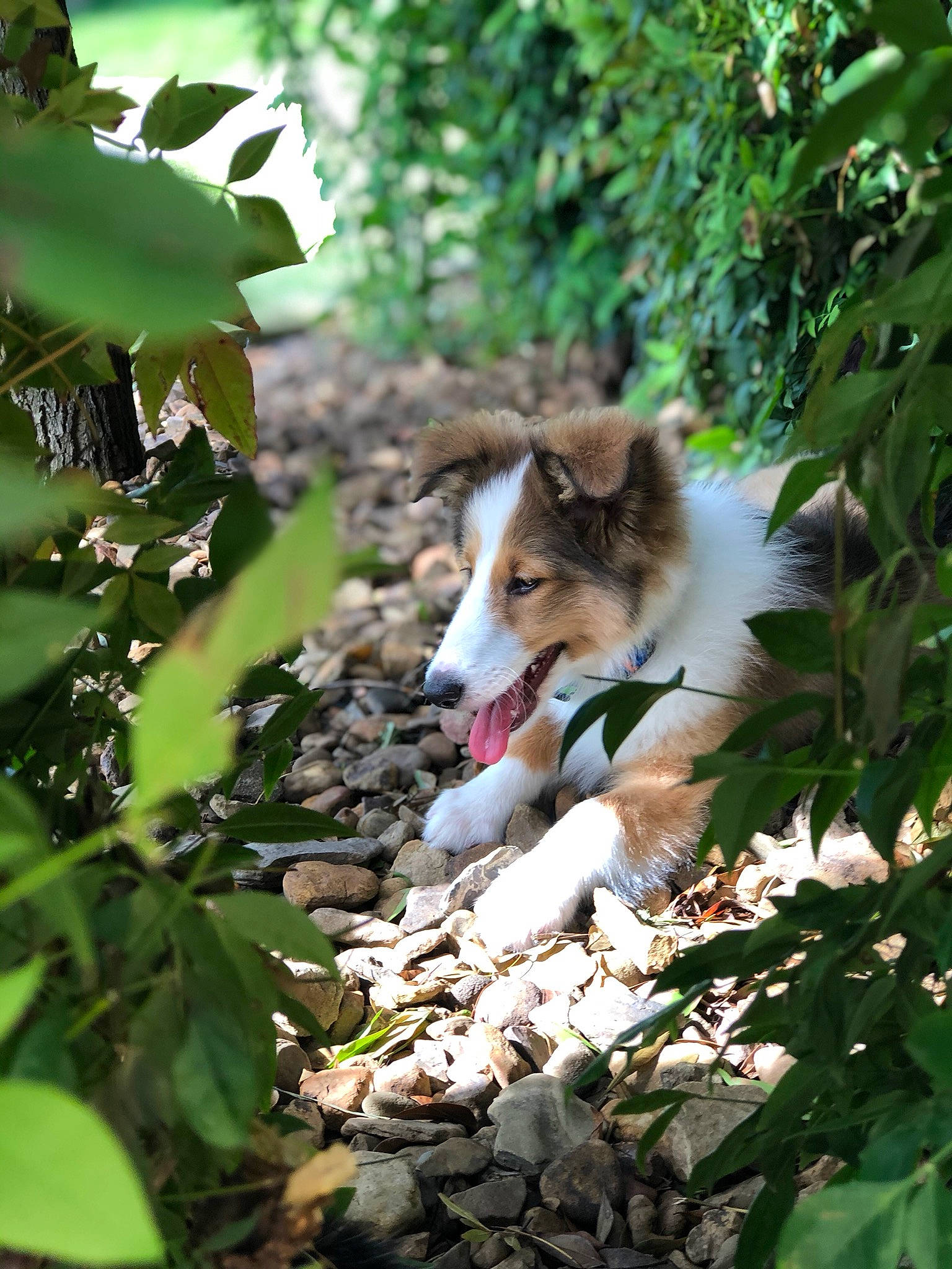 Scout is registered to the contest to win money with this photo: canidae, canis, carnivore, dog, dog_breed, leaf, mammal, plant, rough_collie, shetland_sheepdog, wildlife