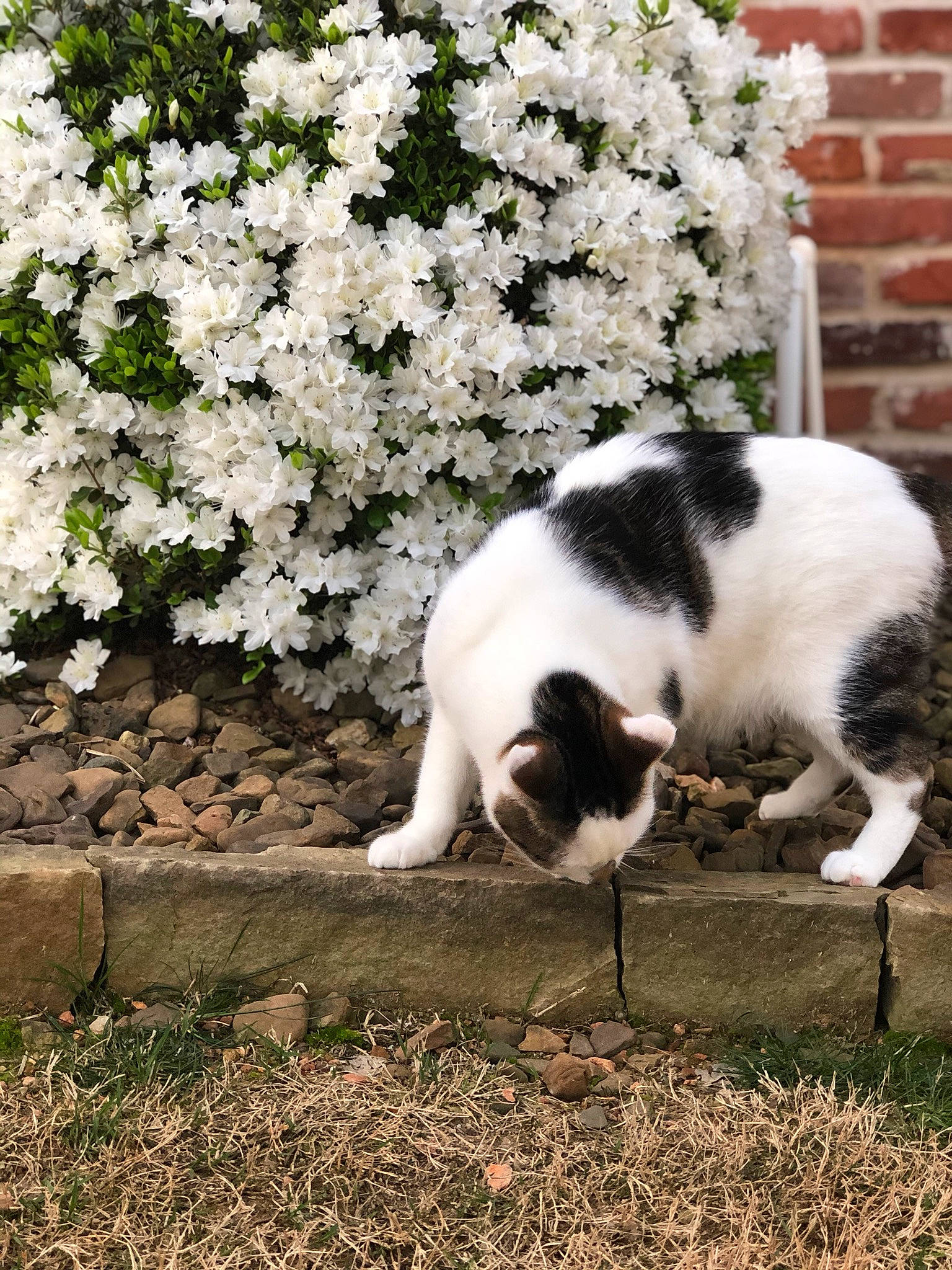 Leroy is registered to the contest to win money with this photo: canidae, carnivore, cat, felidae, flower, grass, plant, shrub, small_to_medium_sized_cats, tail, tree, whiskers