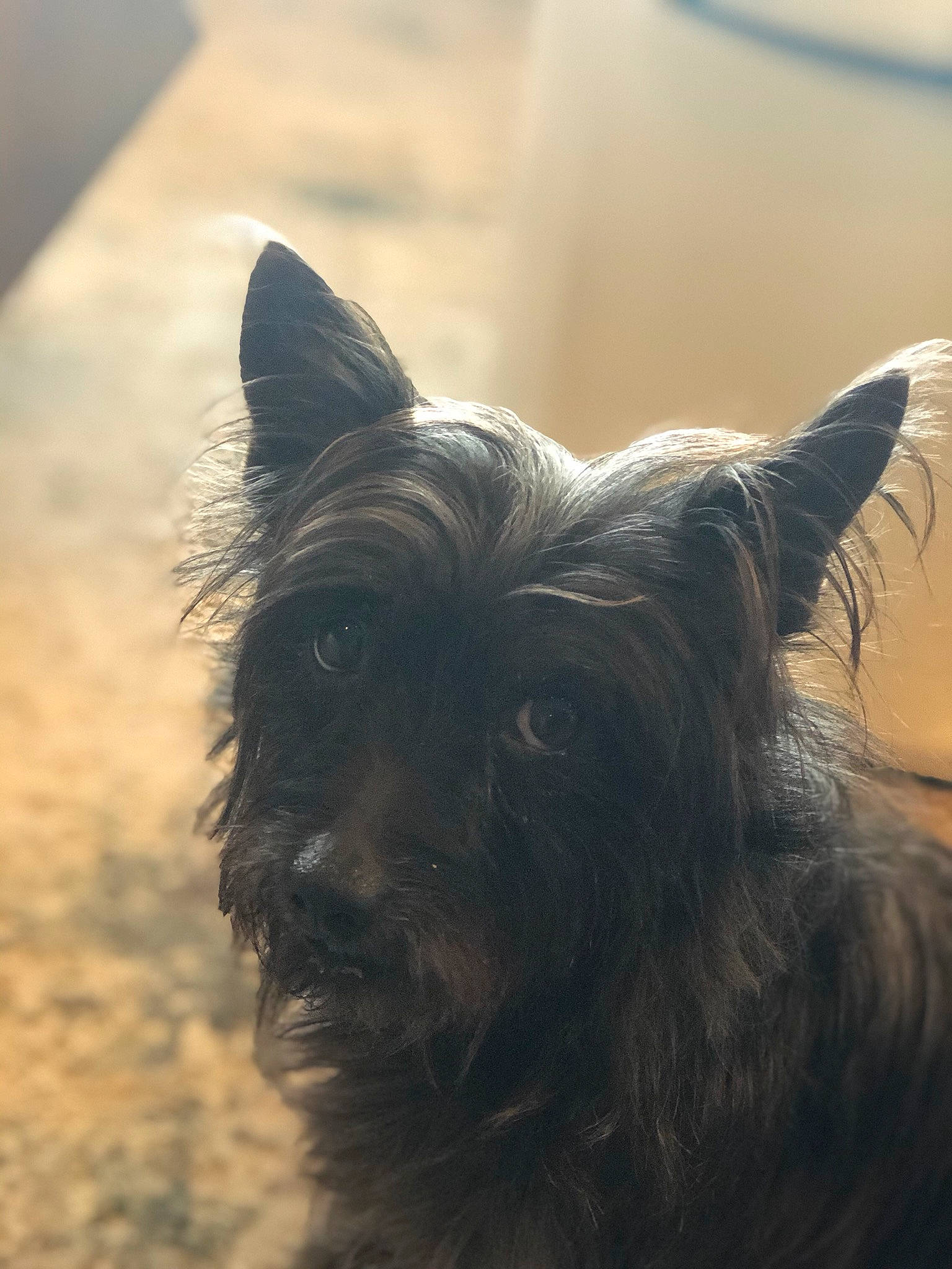 Skruffy joined the competition — help win amazing prizes! affenpinscher, australian_silky_terrier, australian_terrier, cairn_terrier, canidae, carnivore, companion_dog, dog, dog_breed, ear, mammal, puppy, scottish_terrier, sky, small_terrier, snout, terrier, vertebrate, yorkshire_terrier