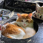 Schnookems is registered to the contest to win money with this photo: cat, orange_cat, white_cat, sink, bathroom, marble_countertop, faucet, pet, animal, fur, relaxed, domestic_animal, grooming_brush, cosmetics, bottle, container, indoor, resting, looking_at_camera, cute