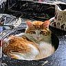 cat, orange_cat, white_cat, sink, bathroom, marble_countertop, faucet, pet, animal, fur, relaxed, domestic_animal, grooming_brush, cosmetics, bottle, container, indoor, resting, looking_at_camera, cute