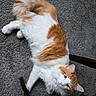 Schnookems joined the competition — help win amazing prizes! cat, orange_and_white, fluffy, long_hair, carpet, indoor, pet, animal, relaxed, curious, chair_leg, feline, cute, domestic_animal, whiskers, tail, ears, eyes, lying_down, cozy