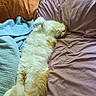 Schnookems is registered to the contest to win money with this photo: cat, fluffy, bed, blanket, pillow, relaxed, sleepy, orange, white, pet, indoor, cozy, resting, feline, cute, soft, fur, laid_back, domestic_animal, comfort