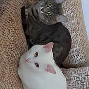 Tigré Et Mogli participe au concours pour gagner de l'argent avec cette photo : cat, white_cat, gray_tabby, pets, feline, indoor, couch, furniture, resting, curious, eyes, whiskers, ears, fur, domestic_animal, closeup, two_animals, companions, relaxed, texture