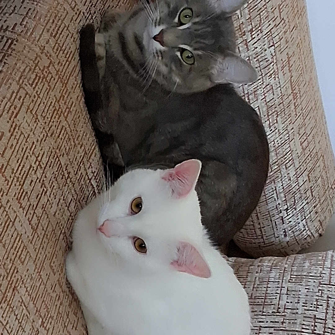 Tigré Et Mogli participe au concours pour gagner de l'argent avec cette photo : cat, closeup, companions, couch, curious, domestic_animal, ears, eyes, feline, fur, furniture, gray_tabby, indoor, pets, relaxed, resting, texture, two_animals, whiskers, white_cat