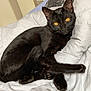 black_cat, cat, pet, indoor, bed, white_bedspread, pillow, cityscape_pattern, fan, relaxed, animal, feline, orange_eyes, resting, cozy, domestic, cute, sleepy, fur, whiskers