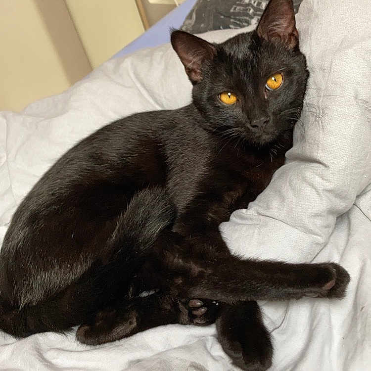 Raisin a rejoint le concours — aidez-le/la à gagner de superbes lots ! animal, bed, black_cat, cat, cityscape_pattern, cozy, cute, domestic, fan, feline, fur, indoor, orange_eyes, pet, pillow, relaxed, resting, sleepy, whiskers, white_bedspread