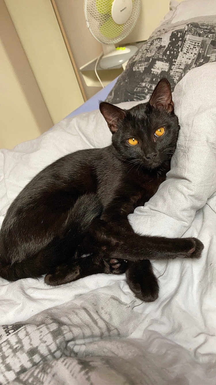 Raisin a rejoint le concours — aidez-le/la à gagner de superbes lots ! black_cat, cat, pet, indoor, bed, white_bedspread, pillow, cityscape_pattern, fan, relaxed, animal, feline, orange_eyes, resting, cozy, domestic, cute, sleepy, fur, whiskers