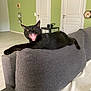 Raisin participe au concours pour gagner de l'argent avec cette photo : black_cat, cat, yawning, indoor, living_room, couch, gray_couch, furniture, pet, animal, mouth_open, teeth, tongue, relaxed, resting, home, door, green_wall, table, decor