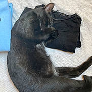 Raisin participe au concours pour gagner de l'argent avec cette photo : cat, black_cat, sleeping, bed, fabric, folded_clothes, textile, fur, domestic_animal, pet, resting, cozy, indoor, animal, whiskers, paw, quiet, relaxation, soft, cute