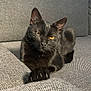 Raisin a rejoint le concours — aidez-le/la à gagner de superbes lots ! cat, black_cat, pet, animal, feline, indoors, couch, furniture, relaxed, resting, paw, whiskers, ear, fur, eyes, home, cozy, texture, gray, sitting