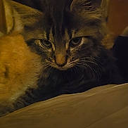 Clyde is registered to the contest to win money with this photo: animal, bed, blanket, cat, closeup, cozy, cute, ears, feline, fur, indoor, kitten, pet, portrait, relaxed, sleepy, tabby, warm_light, whiskers, young