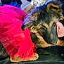adorable, animal, black_background, clothing, costume, cute, dog, ears, eyes, fur, german_shepherd, hand, indoor, paw, pet, portrait, puppy, red_tutu, soft_texture, young
