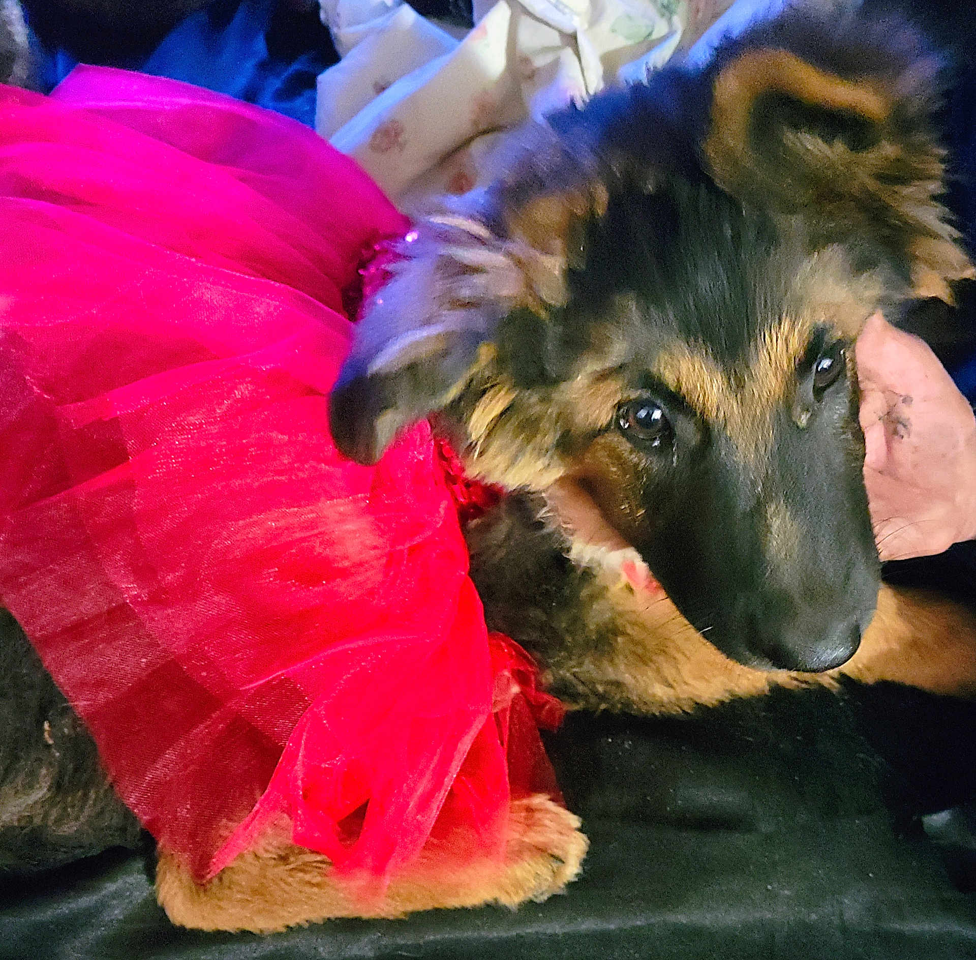 Dolly