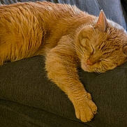 Kat joined the competition — help win amazing prizes! cat, orange_tabby, sleeping, paw, feline, pet, indoor, couch, relaxing, fur, whiskers, domestic_animal, cozy, resting, animal, mammal, cute, comfort, closeup, home