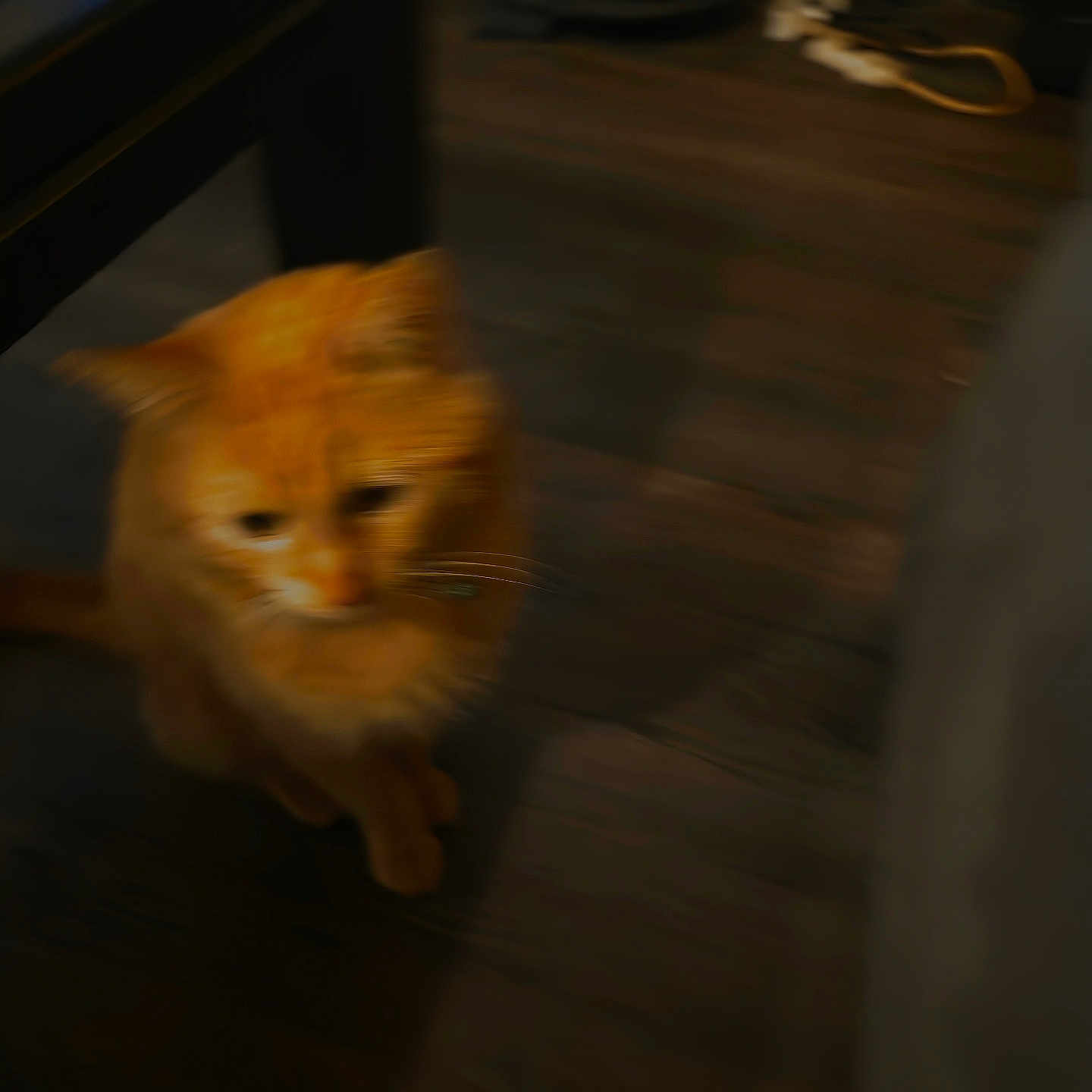 Kat