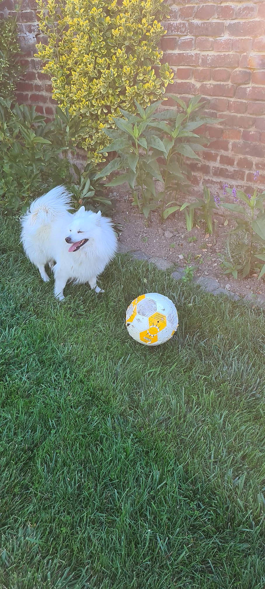 Doly participe au concours pour gagner de l'argent avec cette photo : ball, canidae, carnivore, chair, circle, companion_dog, dog, dog_breed, flooring, football, garden, grass, lawn, plant, shrub, sporting_group, sports_equipment, tail, toy_dog, tree