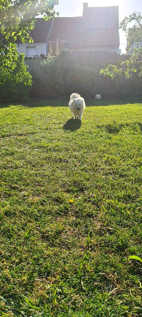 Doly a rejoint le concours — aidez-le/la à gagner de superbes lots ! ball, field, grass, grassland, grazing, groundcover, landscape, lawn, meadow, natural_environment, natural_landscape, pasture, people_in_nature, plant, prairie, shrub, soil, sports_equipment, sunlight, tree