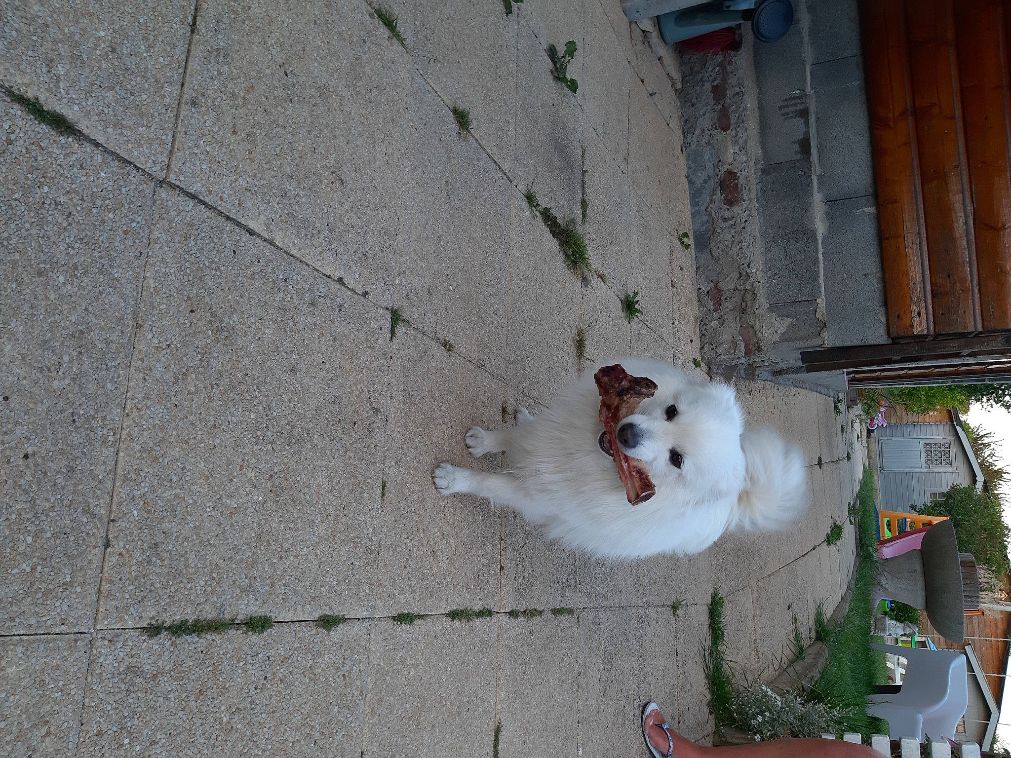 Doly participe au concours pour gagner de l'argent avec cette photo : asphalt, building, carnivore, cement, composite_material, concrete, curb, dog, door, facade, flooring, house, houseplant, plant, road_surface, sidewalk, sporting_group, tree, wall, wood