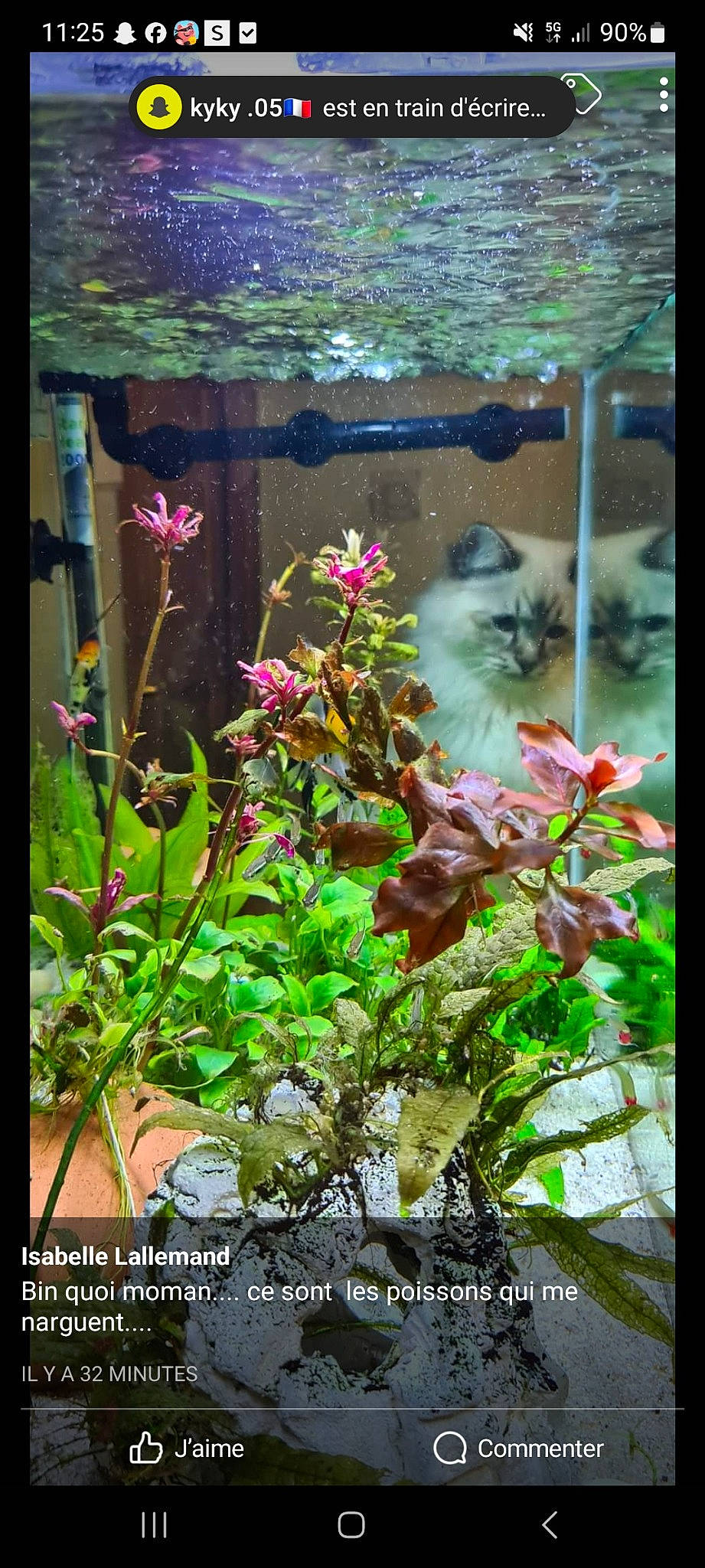 Usoa a rejoint le concours — aidez-le/la à gagner de superbes lots ! annual_plant, art, botany, fawn, flower, flower_arranging, flowering_plant, flowerpot, garden, glass, grass, houseplant, pet_supply, petal, plant, shrub, terrestrial_plant, tints_and_shades, window, wood