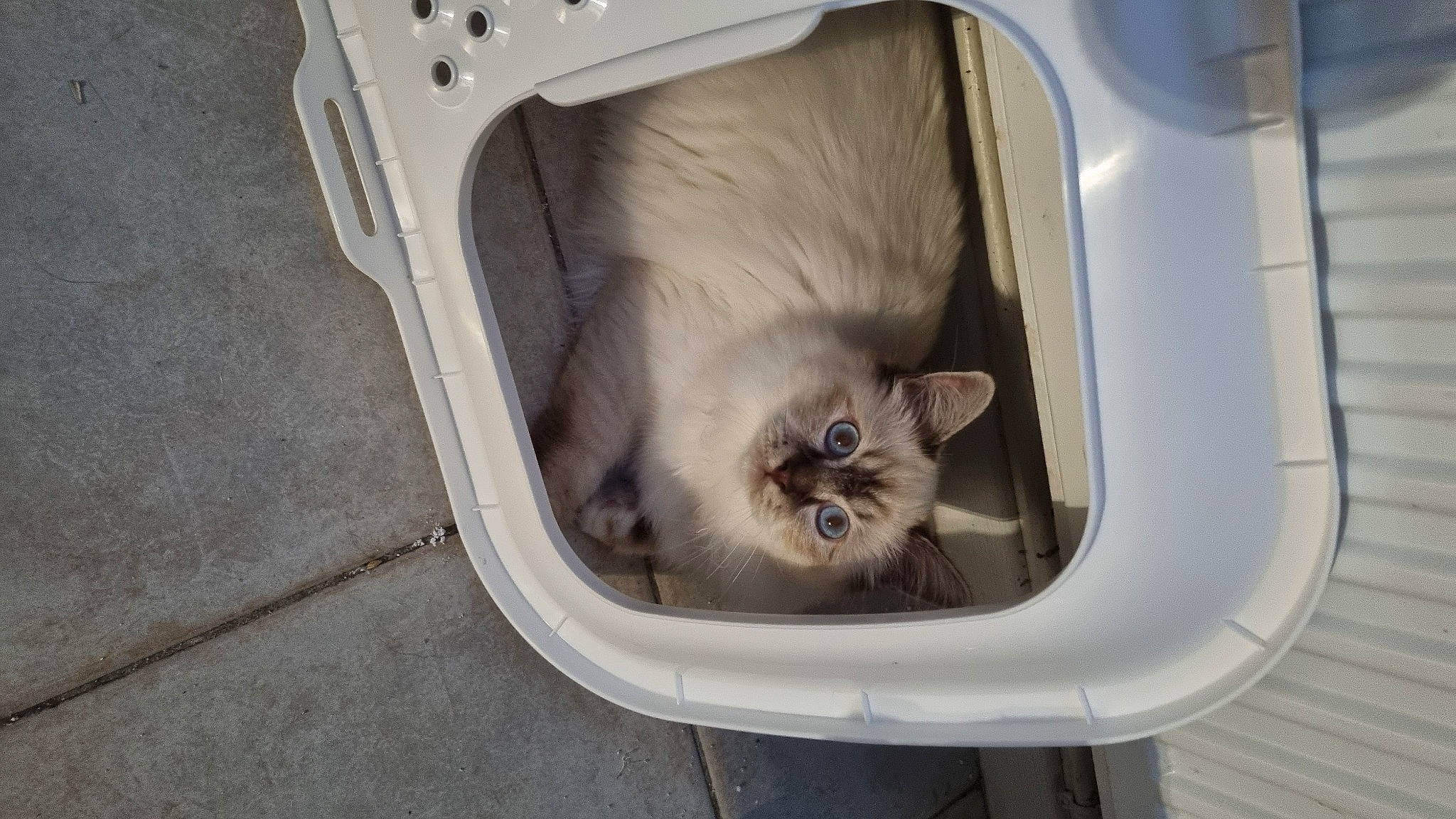 Usoa a rejoint le concours — aidez-le/la à gagner de superbes lots ! automotive_tire, canidae, carnivore, cat, cat_supply, domestic_short_haired_cat, door, fawn, felidae, fender, fur, gas, pet_supply, plastic_bag, plumbing_fixture, small_to_medium_sized_cats, snout, tail, terrestrial_animal, whiskers