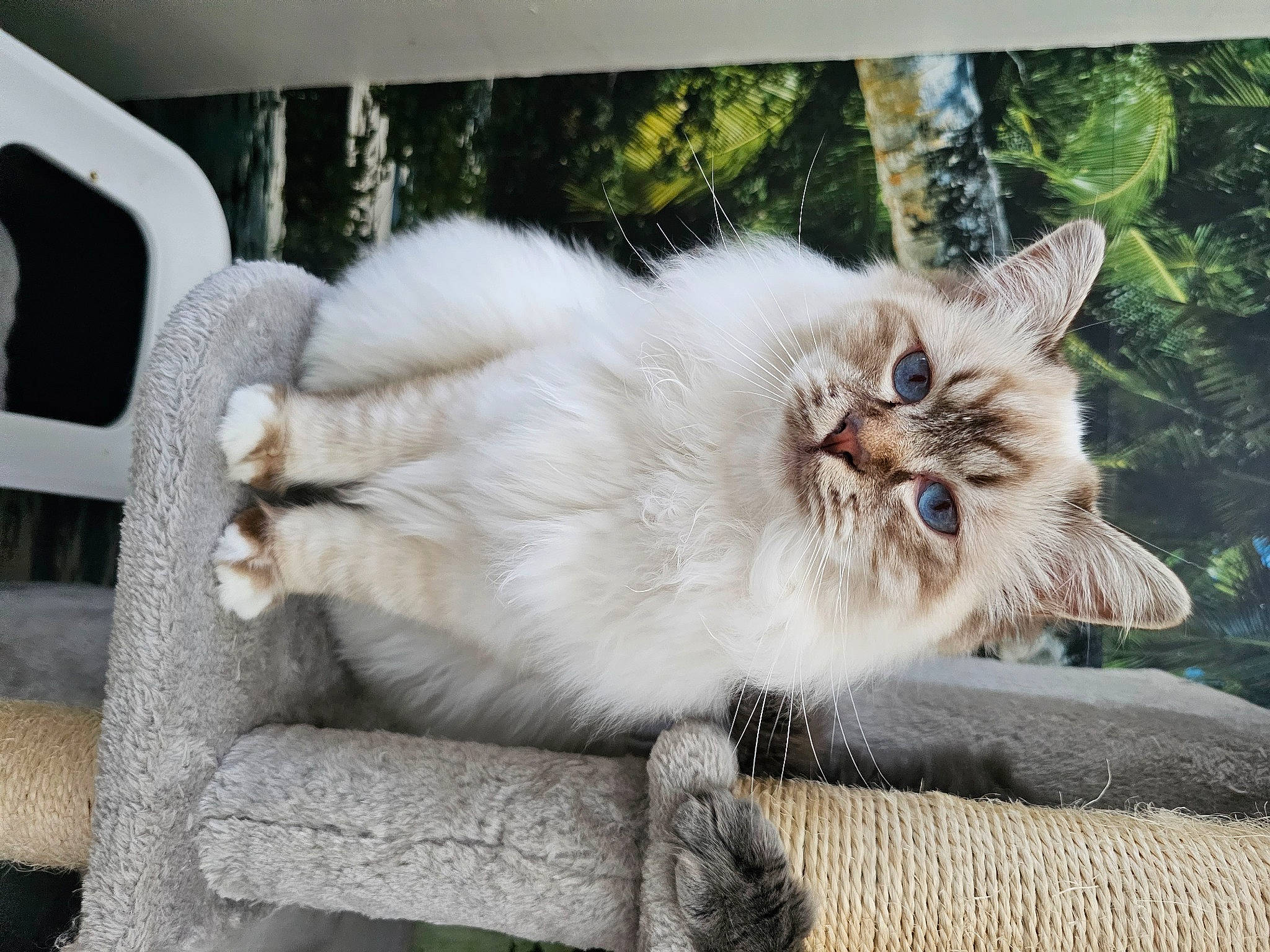 Usoa a rejoint le concours — aidez-le/la à gagner de superbes lots ! british_longhair, carnivore, cat, chair, claw, fawn, felidae, fur, grass, mammal, paw, plant, small_to_medium_sized_cats, snout, tail, terrestrial_animal, whiskers