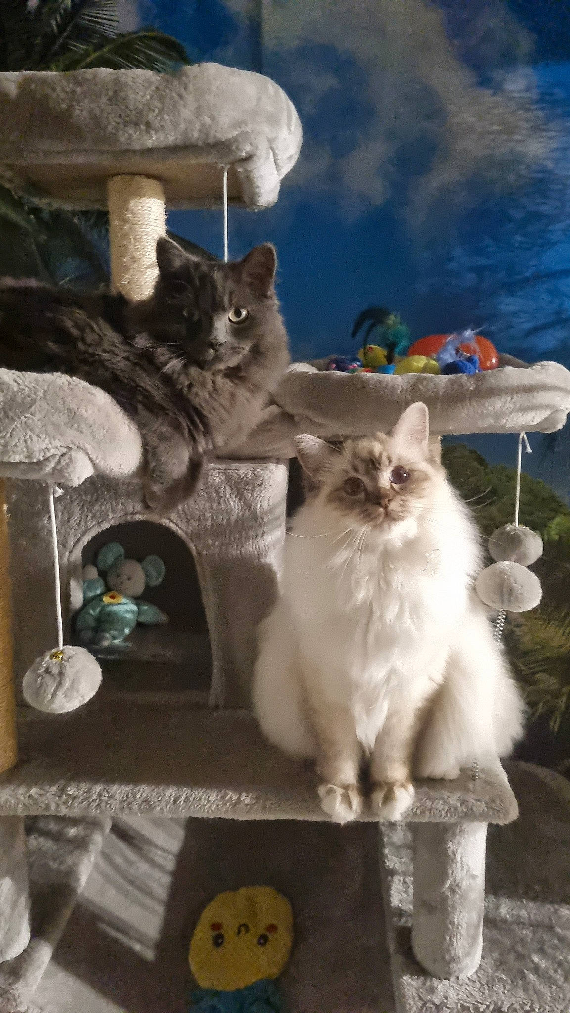 Usoa participe au concours pour gagner de l'argent avec cette photo : blue, carnivore, cat, cloud, fawn, felidae, fur, lamp, photo_caption, ragdoll, sitting, sky, small_to_medium_sized_cats, tail, whiskers