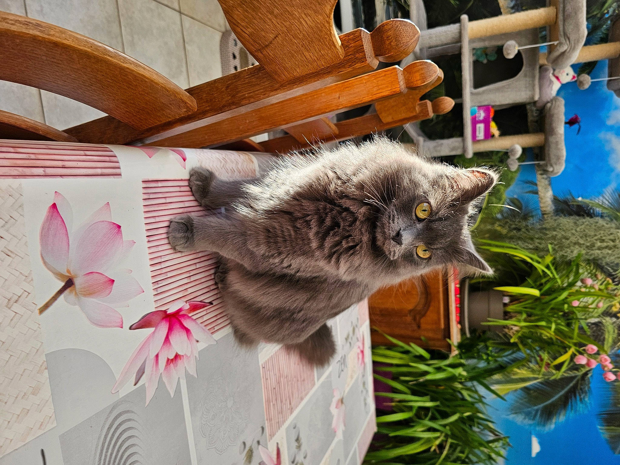 Cookie participe au concours pour gagner de l'argent avec cette photo : carnivore, cat, chair, domestic_short_haired_cat, felidae, fur, grass, houseplant, palm_tree, paper, paper_product, plant, porch, small_to_medium_sized_cats, tail, tree, twig, whiskers, window, wood