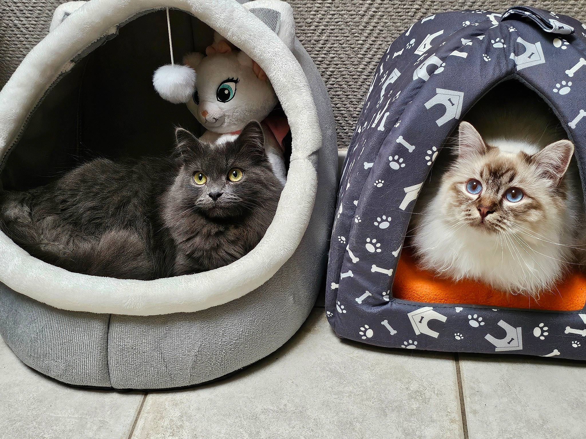 Cookie participe au concours pour gagner de l'argent avec cette photo : bag, basket, carnivore, cat, cat_bed, cat_supply, comfort, couch, domestic_short_haired_cat, fashion_accessory, felidae, fur, grey, luggage_and_bags, mammal, pet_supply, small_to_medium_sized_cats, tail, vertebrate, whiskers