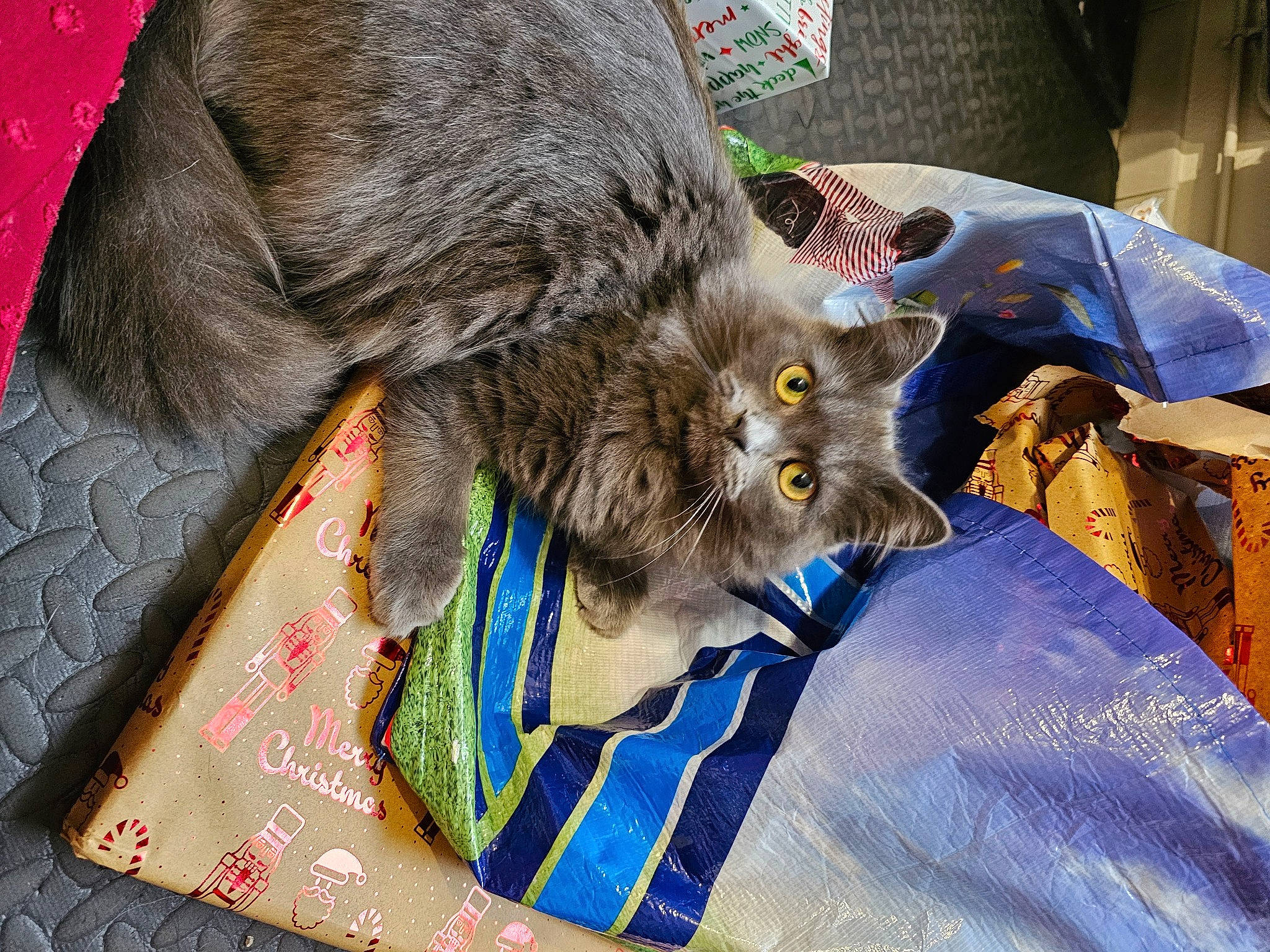 Cookie participe au concours pour gagner de l'argent avec cette photo : british_longhair, carnivore, cat, chair, claw, comfort, domestic_short_haired_cat, fawn, felidae, fur, grey, small_to_medium_sized_cats, snout, tail, terrestrial_animal, whiskers