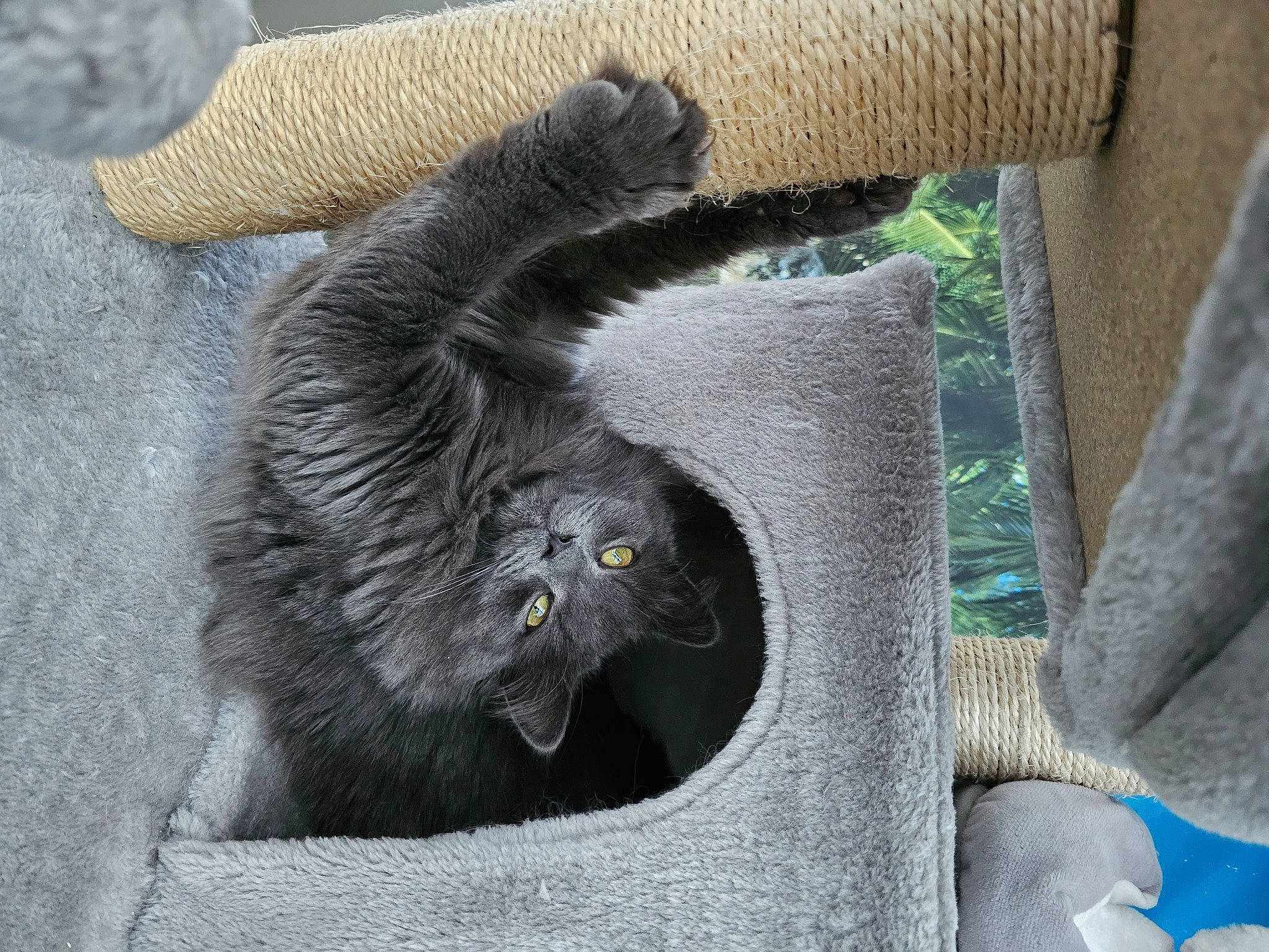 Cookie a rejoint le concours — aidez-le/la à gagner de superbes lots ! art, beak, bird, bird_of_prey, carnivore, claw, comfort, domestic_short_haired_cat, falconiformes, felidae, fur, grey, small_to_medium_sized_cats, snout, tail, terrestrial_animal, whiskers, wildlife, wing, wood