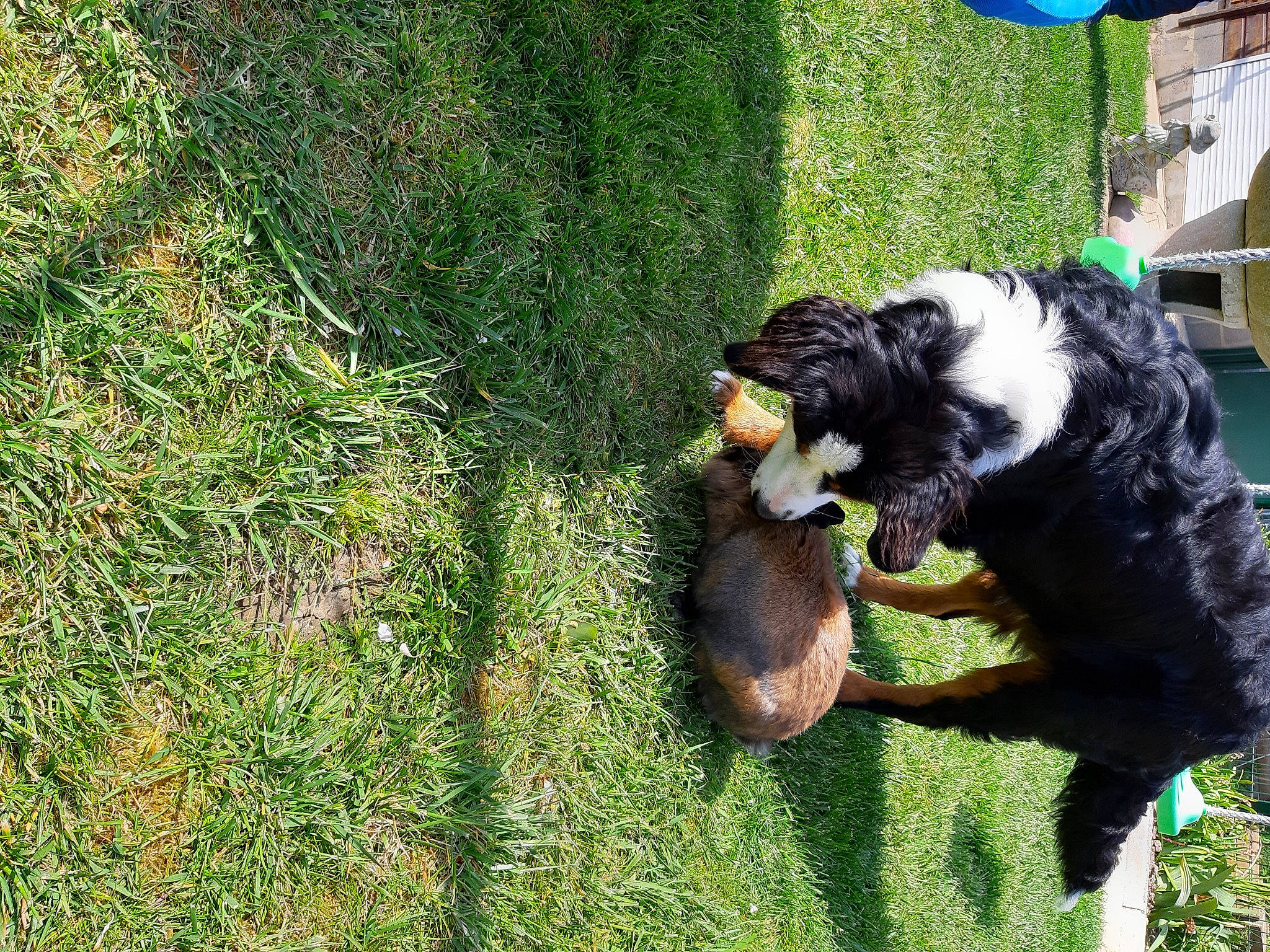 Roxy a rejoint le concours — aidez-le/la à gagner de superbes lots ! canidae, carnivore, companion_dog, dog, dog_breed, fur, garden, grass, groundcover, guard_dog, herding_dog, lawn, plant, sporting_group, tail, terrestrial_animal, working_animal, working_dog, yard