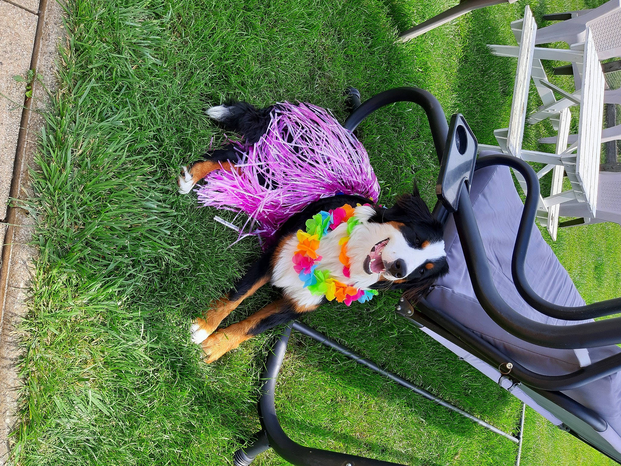 Roxy participe au concours pour gagner de l'argent avec cette photo : bag, bicycle_handlebar, chair, fashion_accessory, garden, grass, grass_family, lawn, lawn_ornament, leash, leisure, magenta, outdoor_furniture, plant, public_space, purple, recreation, sandal, toy, yard