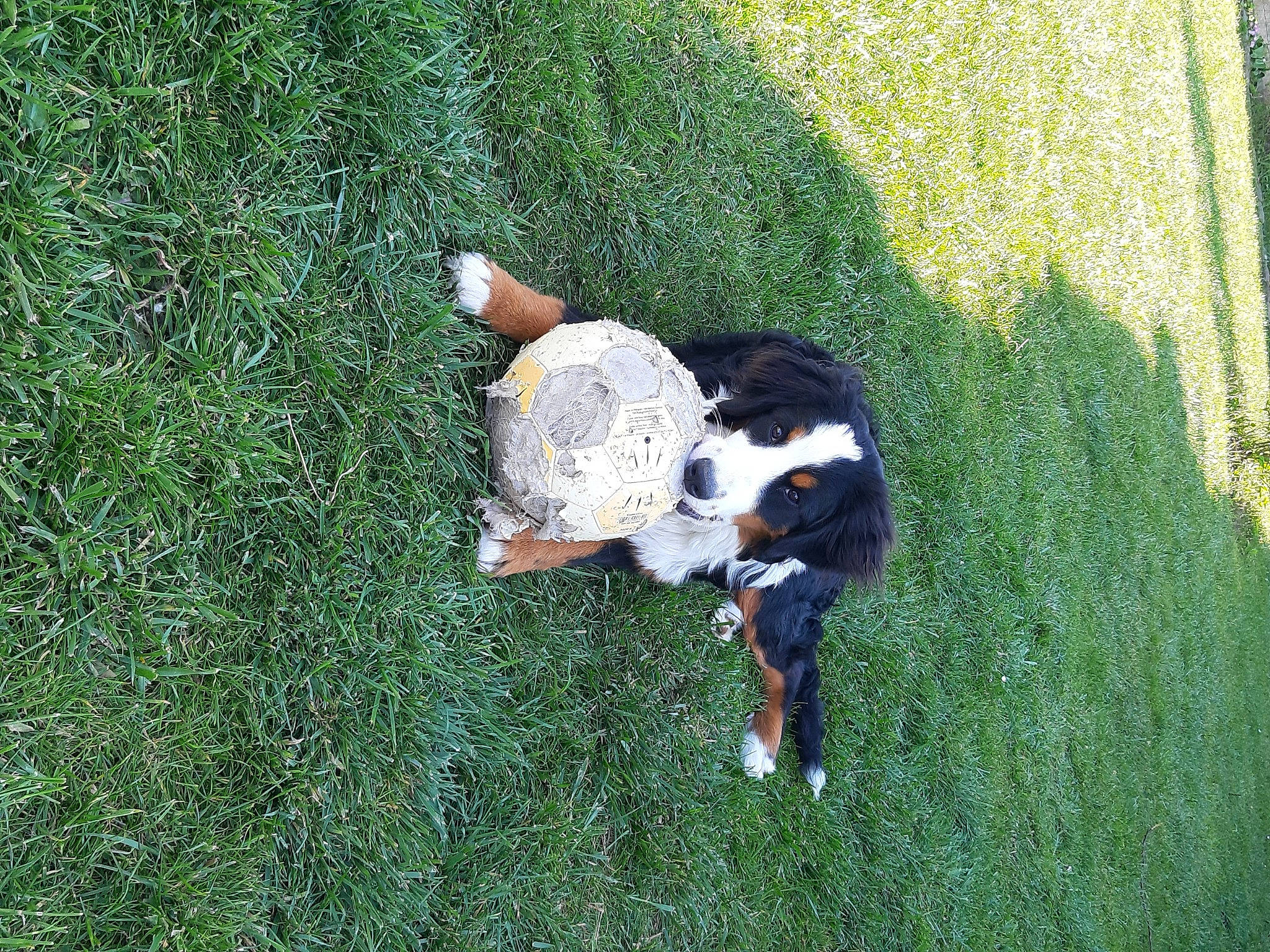 Roxy a rejoint le concours — aidez-le/la à gagner de superbes lots ! canidae, carnivore, companion_dog, dog, dog_breed, fun, grass, grass_family, grassland, groundcover, lawn, leisure, meadow, pasture, people_in_nature, plant, shrub, sporting_group, tail, tree