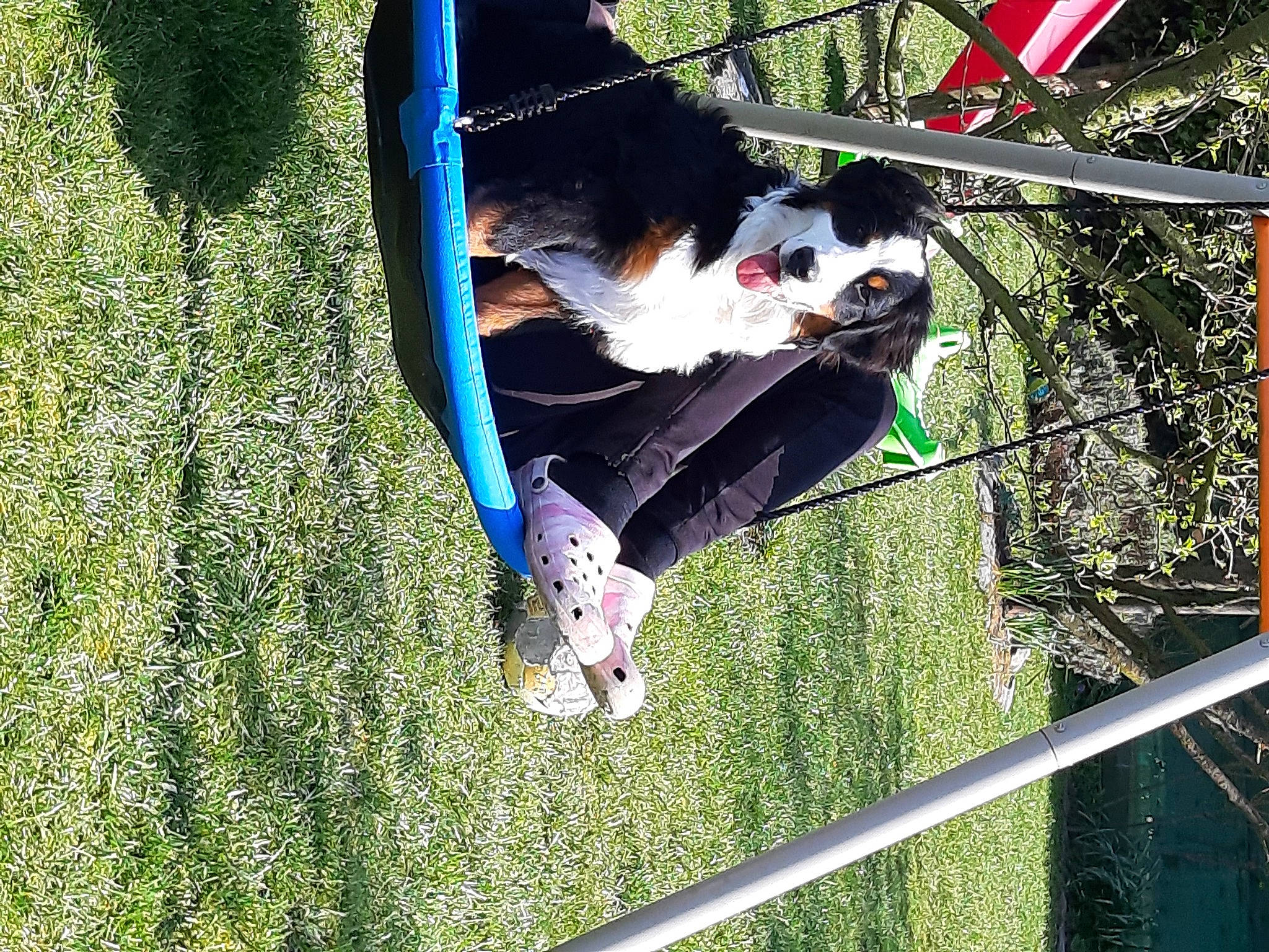 Roxy a rejoint le concours — aidez-le/la à gagner de superbes lots ! bicycle, bicycle_frame, bicycle_tire, bicycle_wheel, canidae, carnivore, companion_dog, dog, dog_breed, fun, grass, leisure, line, people_in_nature, plant, recreation, spoke, sporting_group, tree, wheel