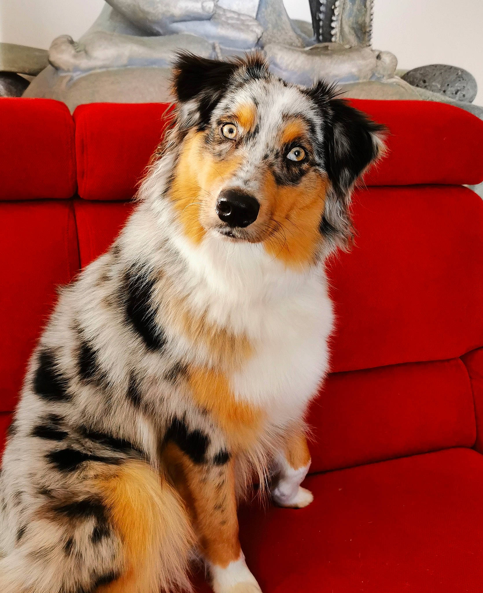 Qualya participe au concours pour gagner de l'argent avec cette photo : canidae, carnivore, companion_dog, couch, dog, dog_breed, flooring, fur, furniture, herding_dog, rough_collie, scotch_collie, shetland_sheepdog, snout, sporting_group, tail, terrestrial_animal, whiskers, working_animal, working_dog
