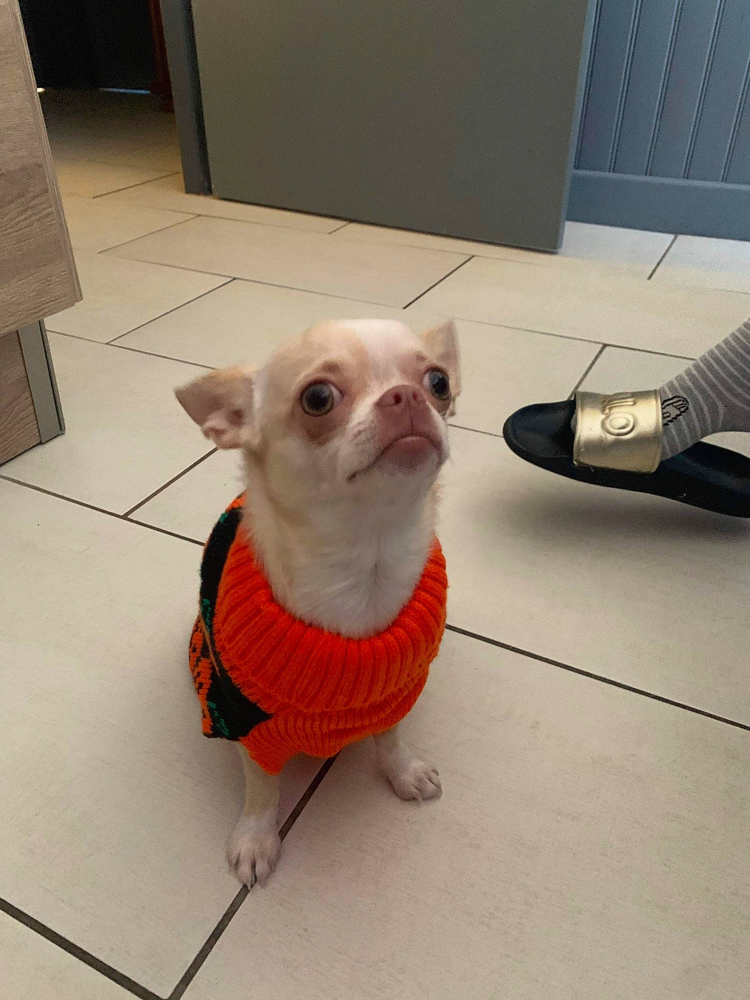 Tahïa participe au concours pour gagner de l'argent avec cette photo : carnivore, collar, companion_dog, dog, dog_breed, dog_clothes, dog_collar, dog_supply, fawn, felidae, floor, flooring, leash, pet_supply, snout, tail, toy_dog, vertebrate, whiskers, working_animal