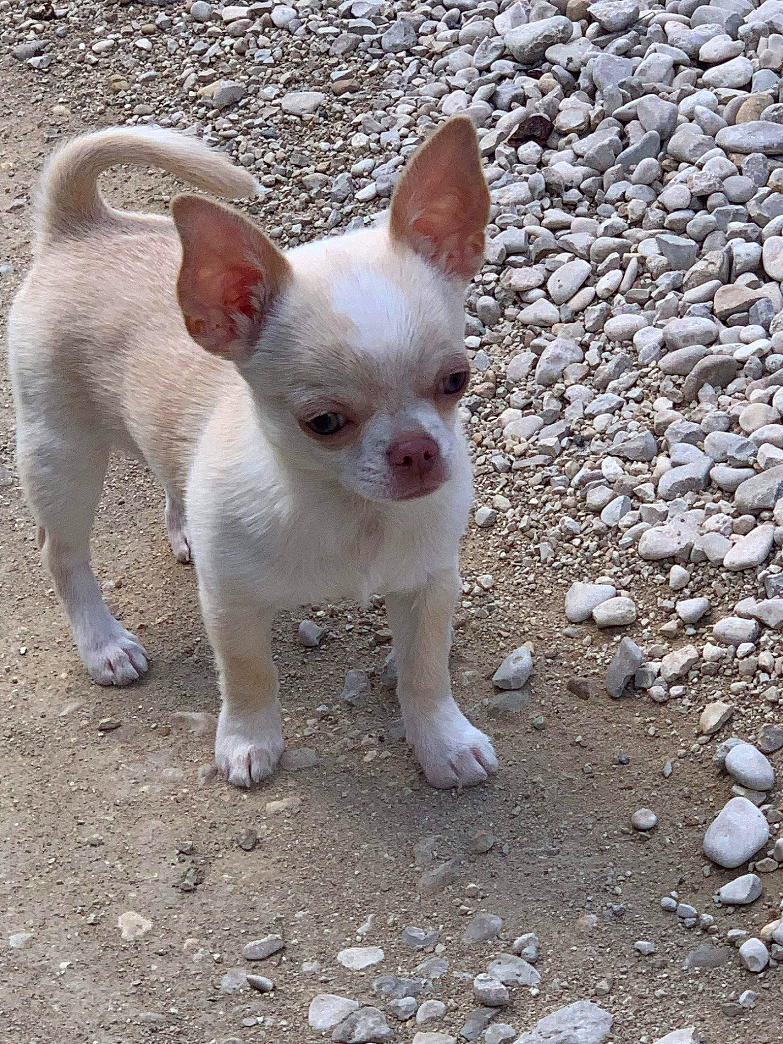 Tahïa a rejoint le concours — aidez-le/la à gagner de superbes lots ! canidae, carmine, carnivore, companion_dog, corgi_chihuahua, dog, dog_breed, fawn, fur, non_sporting_group, snout, sporting_group, tail, terrestrial_animal, toy_dog, whiskers