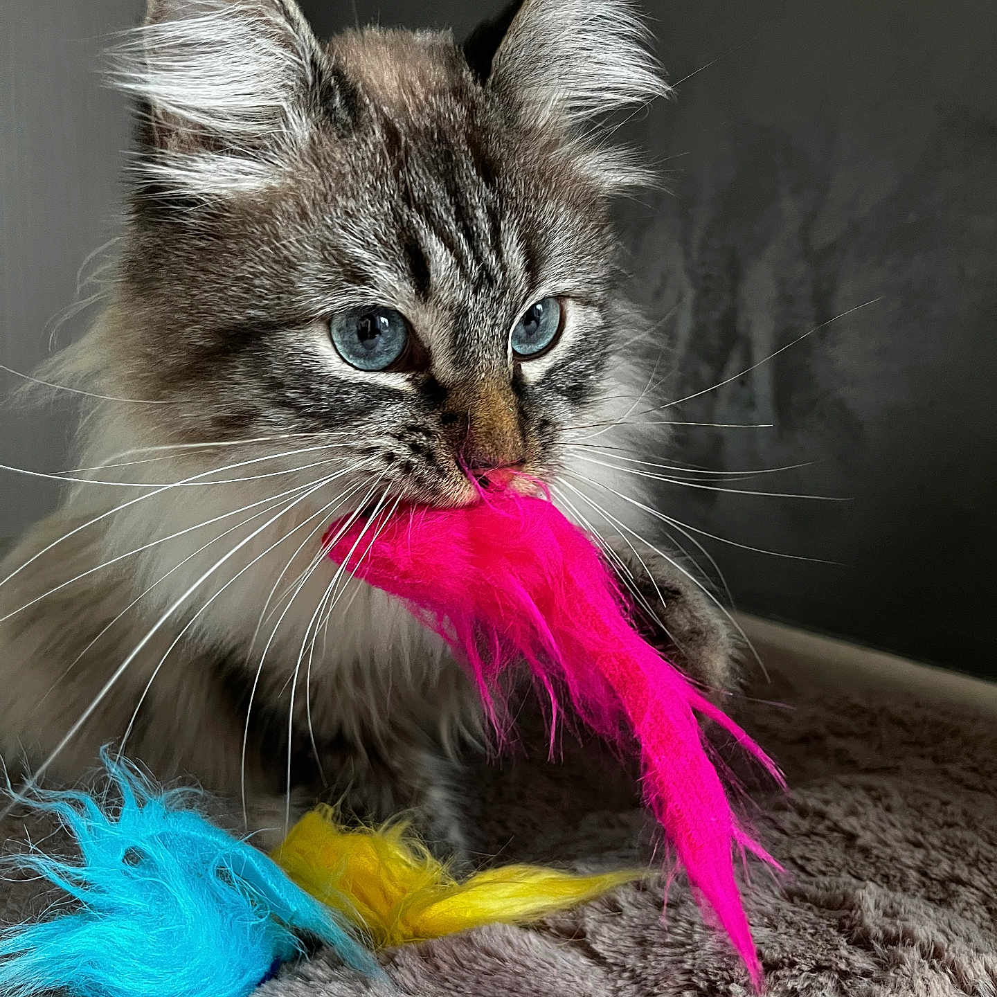 Thalès participe au concours pour gagner de l'argent avec cette photo : abyssinian, accessories, angora, animal, cat, clothing, dye, face, featherboa, formalwear, fur, head, kitten, manx, person, pet, photography, portrait, purple, siamese