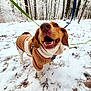 Kyra a rejoint le concours — aidez-le/la à gagner de superbes lots ! dog, snow, forest, winter, trees, leash, jacket, happy, outdoor, canine, nature, cold, smile, pet, animal, walking, seasonal, fur, playful, landscape