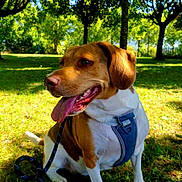 Kyra a rejoint le concours — aidez-le/la à gagner de superbes lots ! dog, brown_and_white, sitting, leash, harness, grass, park, sunlight, trees, outdoor, nature, pet, canine, tongue_out, happy, shade, summer, greenery, animal, daytime
